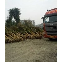 供應(yīng)紅花紫薇 胸徑6公分的四川紅花紫薇價(jià)格