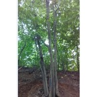 供應(yīng)各種規(guī)格樸樹(shù)，2.8米殺頭3-4年發(fā)樸樹(shù)
