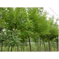 優(yōu)質(zhì)刺槐供應 刺槐價格 質(zhì)優(yōu)價廉