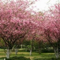 海棠樹苗_海棠樹苗價格