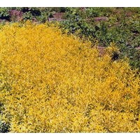 金葉蕕，金葉風(fēng)箱果，紫葉風(fēng)箱果，金葉接骨木，金葉裂葉接骨木