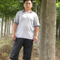 出售自家苗圃15公分-20公分二年冒法桐 提供法桐種植技術(shù)