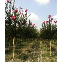 四川高桿大紅紫薇