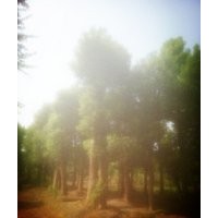 35CM精品移栽香樟，35公分移栽香樟價(jià)格