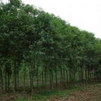 河南省萬(wàn)匯實(shí)業(yè)公司供應(yīng) 西府海棠 大葉女貞