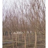 紫薇報價10公分精品紫薇價格