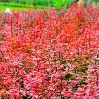 河南省萬(wàn)匯實(shí)業(yè)公司供應(yīng)金葉女貞 小檗