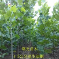 特供2公分 3公分 4公分全冠速生法桐 造型法桐 法桐價(jià)格