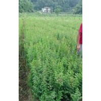 綠化灌喬木黃葛樹(shù)，香樟，欒樹(shù)，紫薇，天竺桂，桂花，紅繼木，春