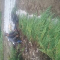 陜西榆林出售30厘米40公分50厘米60厘米70厘米80公分及1米以上沙