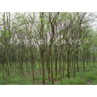 江西無(wú)患子苗|江西廣玉蘭苗|江西茶花苗