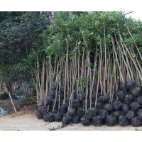 8公分天竺桂價格115元，10公分天竺桂價格180元，12公分天竺桂價