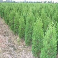 現(xiàn)在蜀檜價格今年1.5米蜀檜價格