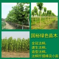 供應8公分法桐12公分裸根定桿法桐小苗價格