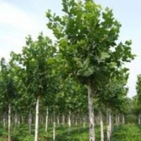 法桐 香樟 五角楓 重陽木 紅玉蘭 樸樹 紅玉蘭 雞爪槭