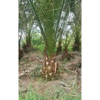 各種規(guī)格加拿利海棗