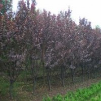 我苗圃出售1萬(wàn)棵8-16公分紫葉稠李
