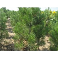 供應(yīng)油松大苗 山杏苗