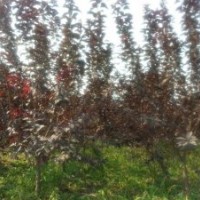 大量供應(yīng)太陽(yáng)李優(yōu)質(zhì)苗木