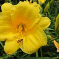 大量供應(yīng)金娃娃萱草苗木