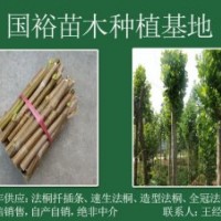 米徑13公分帶冒法桐土球河北廊坊6公分米徑法桐價(jià)格