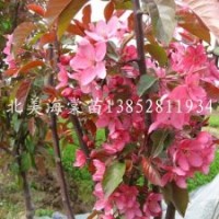 觀花紅葉北美海棠嫁接苗1.5米高秋季大量供應(yīng)