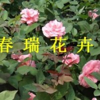 山東青州上盆月季