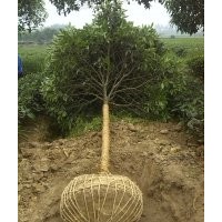 雅安10公分桂花樹、雅安8公分桂花樹、四川桂花樹3-15公分桂花樹