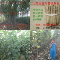 專供毛白楊，毛白楊批發(fā)，毛白楊