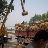 法桐10-15公分苗木最新價(jià)格出售