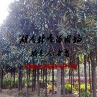 5公分廣玉蘭多少錢,供應(yīng)5-15公分廣玉蘭