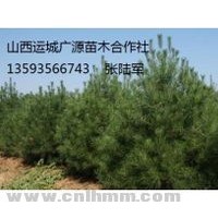 出售白皮松、2米油松白皮松大量低價(jià)優(yōu)惠供應(yīng)