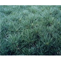 大量白皮松小苗出售、3年生白皮松小苗低價(jià)優(yōu)惠供應(yīng)