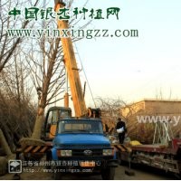 2014年銀杏樹(shù)價(jià)格,2014年銀杏樹(shù)價(jià)格表,2014年銀杏樹(shù)價(jià)格參考2014