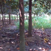 紅桂木(胭脂樹)出售！！直徑10cm左右