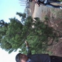 白皮松，油松，樺山松，國槐