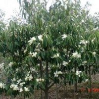 含笑產(chǎn)地直銷精品含笑報(bào)價(jià)產(chǎn)地