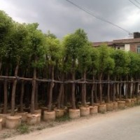 香樟、袋苗、移植樹