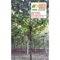 13、14、15公分二年帽法桐最新價格