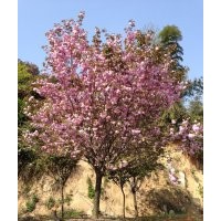 3-12公分紅楓,3-15公分櫻花,8-15公分紅白玉蘭