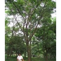 叢生黃連木樹.黃連木樹價(jià)格15公分黃連木樹價(jià)格