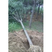 山東國槐價(jià)格