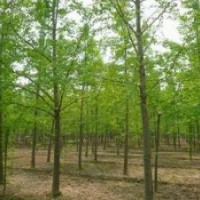 15公分銀杏樹價(jià)格