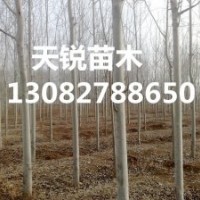 山東毛白楊小苗價格，山東毛白楊小苗最新行情
