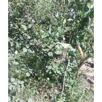 供應(yīng)五角楓2-2.5公分五角楓3-3.5公分五角楓4-5公分五角楓價格