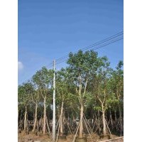 供應(yīng)：菩提榕