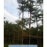 供應(yīng)：欖仁