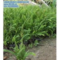 供應(yīng)：腎蕨