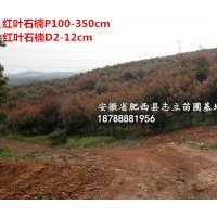 安徽紅葉石楠球、肥西紅葉石楠球價格、石楠苗木基地、肥西