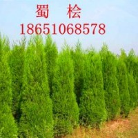 1.5米蜀檜批發(fā)、賣1.5米蜀檜、沭陽蜀檜行情、賣蜀檜